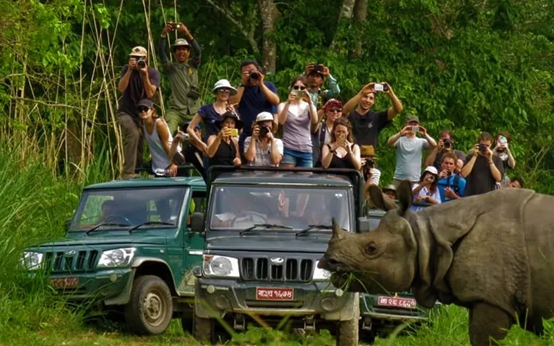Jungle Safari
