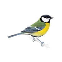 Bird Watching Tour in Nepal | Best Birding Tours & Destinations