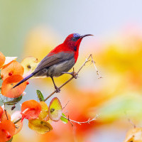Important Bird and Biodiversity Areas in Nepal | Birdwatching Guide